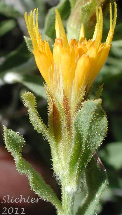 Close-up of the inflorescence of Discoid Goldenweed, Whitestem Goldenbush: Ericameria discoidea (Synonyms: Haplopappus discoidea var. discoidea, Haplopappus macronema, Haplopappus macronema var. macronema, Haplopappus macronema var. typicus, Macronema discoidea)