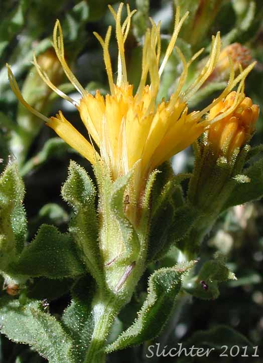 Close-up of the upper stem leaves and flower head of Discoid Goldenweed, Whitestem Goldenbush: Ericameria discoidea (Synonyms: Haplopappus discoidea var. discoidea, Haplopappus macronema, Haplopappus macronema var. macronema, Haplopappus macronema var. typicus, Macronema discoidea)