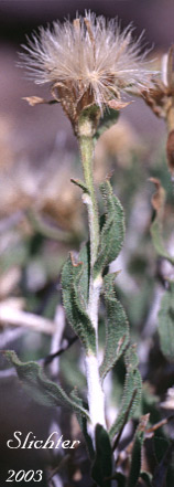 Seed head of Discoid Goldenweed, Whitestem Goldenbush: Ericameria discoidea (Synonyms: Haplopappus discoidea var. discoidea, Haplopappus macronema, Haplopappus macronema var. macronema, Haplopappus macronema var. typicus, Macronema discoidea)