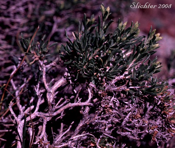 Woody base of Truckee Green Rabbitbrush, Truckee Rabbitbrush: Chrysothamnus humilis (Synonyms: Chrysothamnus viscidiflorus, Chrysothamnus viscidiflorus ssp. humilis, Chrysothamnus viscidiflorus var. humilis, Ericameria humilis)