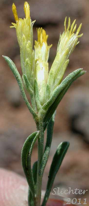 Flower heads and upper stem leaves of Synonyms: Chrysothamnus viscidiflorus, Chrysothamnus viscidiflorus ssp. humilis, Chrysothamnus viscidiflorus var. humilis, Ericameria humilis