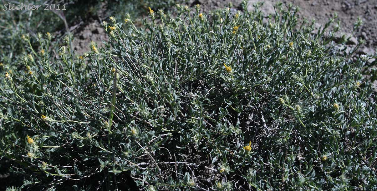 Shrubby Goldenweed, Singlehead Goldenbush: Ericameria suffruticosa (Synonyms: Haplopappus suffruticosus, Macronema suffruticosum)