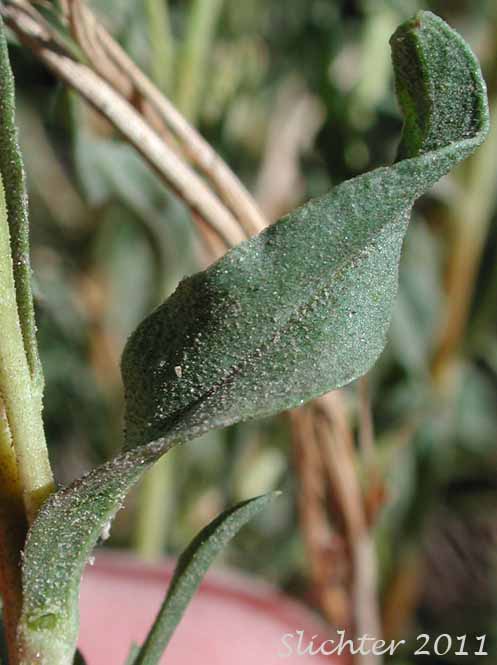Curled stem leaf of Shrubby Goldenweed, Singlehead Goldenbush: Ericameria suffruticosa (Synonyms: Haplopappus suffruticosus, Macronema suffruticosum)