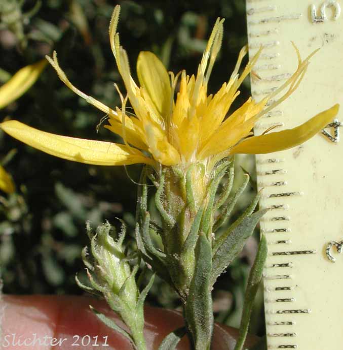 Close-up of the involucral bracts and upper stem leaves of Shrubby Goldenweed, Singlehead Goldenbush: Ericameria suffruticosa (Synonyms: Haplopappus suffruticosus, Macronema suffruticosum)