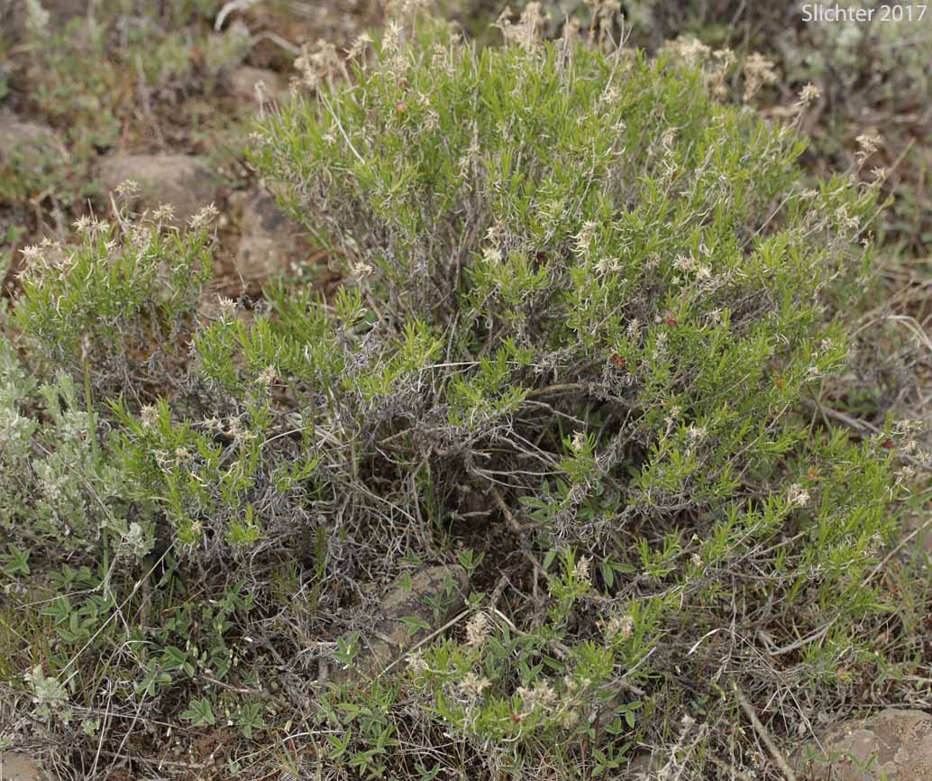 Downy Green Rabbitbrush, Yellow Rabbitbrush: Chrysothamnus viscidiflorus ssp. puberulus (Synonyms: Chrysothamnus viscidiflorus var. puberulus, Ericameria viscidiflora ssp. puberula)