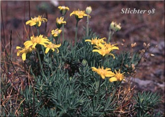 Narrowleaf Goldenweed, Narrowleaf Mock Goldenweed: Stenotus stenophyllus (Synonyms: Haplopappus stenophyllus, Stenotus stenophyllus)