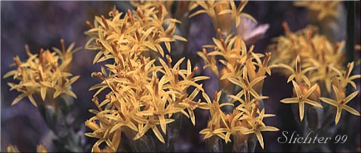 Flower heads of Gray Horsebrush: Tetradymia canescens