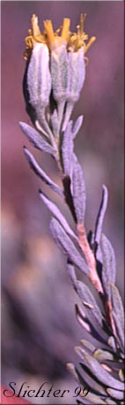 Gray Horsebrush, Spineless Horsebrush: Tetradymia canescens (Synonym: Tetradymia inermis)