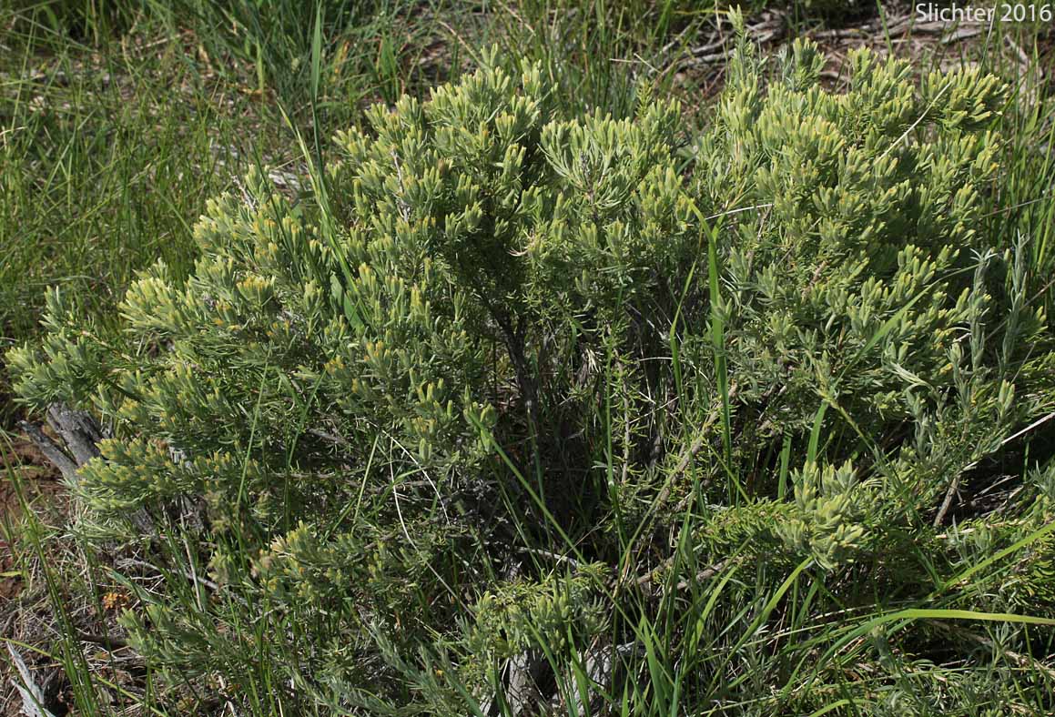 Little-leaf Horsebrush: Tetradymia glabrata