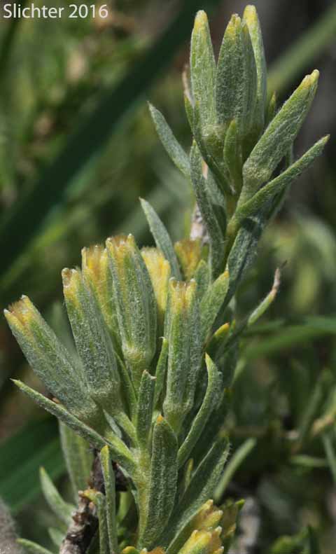 Leaves and stem of Little-leaf Horsebrush: Tetradymia glabrata
