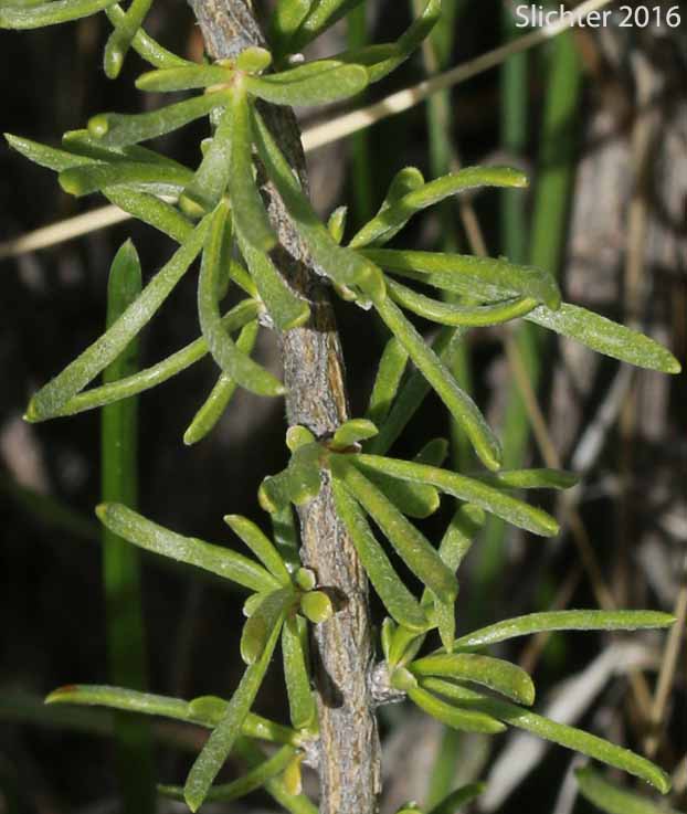 Leaves and stem of little-leaf Horsebrush: Tetradymia glabrata