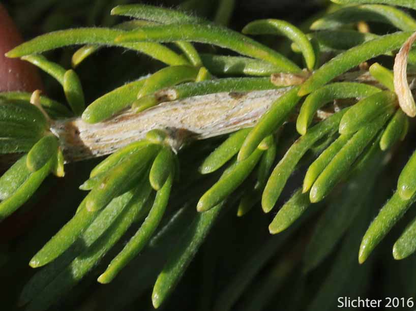 Leaves of Little-leaf Horsebrush: Tetradymia glabrata