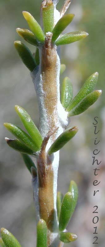 Stem leaves of Little-leaf Horsebrush: Tetradymia glabrata