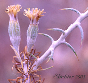 Catclaw Horsebrush, Cottonhorn Horsebrush: Tetradymia spinosa (Synonyms: Tetradymia spinosa var. longispina, Tetradymia spinosa var. spinosa)