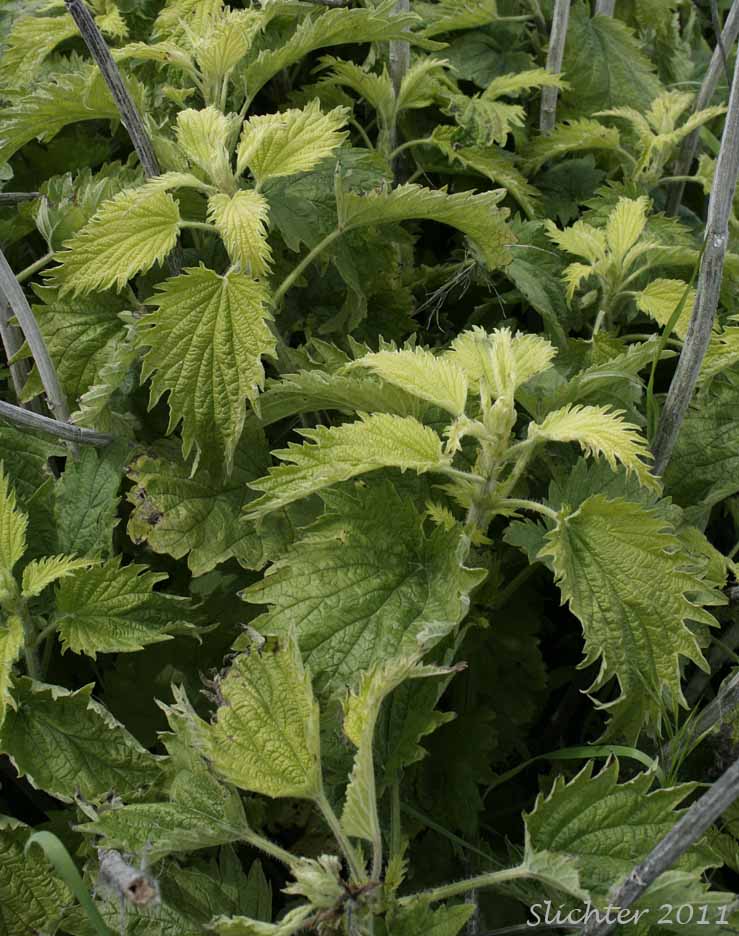 Hoary Nettle, Modoc Nettle, Stinging Nettle: Urtica dioica ssp holosericea (Synonyms: Urtica breweri, Urtica dioica var. holosericea, Urtica dioica var. occidentalis, Urtica gracilis ssp. holosericea, Urtica gracilis var. greenei, Urtica gracilis var. holosericea, Urtica holosericea, Urtica trachycarpa)