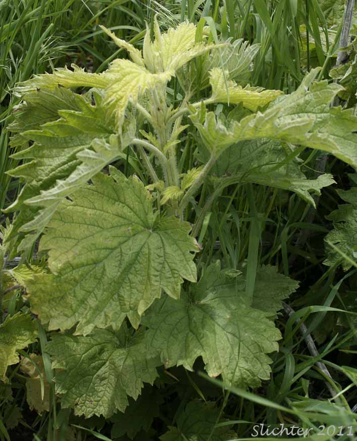 Hoary Nettle, Modoc Nettle, Stinging Nettle: Urtica dioica ssp holosericea (Synonyms: Urtica breweri, Urtica dioica var. holosericea, Urtica dioica var. occidentalis, Urtica gracilis ssp. holosericea, Urtica gracilis var. greenei, Urtica gracilis var. holosericea, Urtica holosericea, Urtica trachycarpa)
