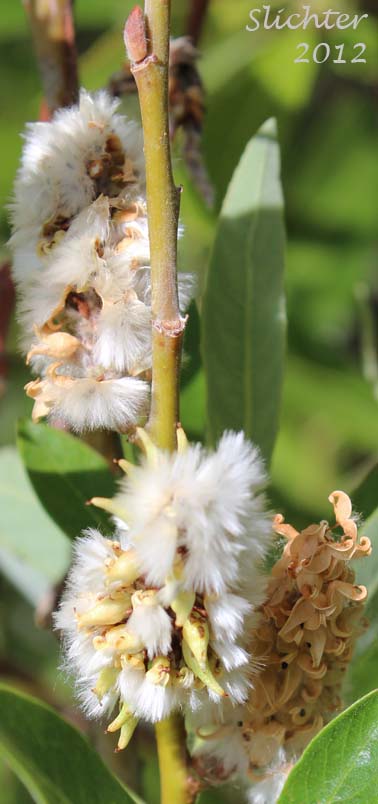 Female catkins of Arroyo Willow: Salix lasiolepis (Synonyms: Salix lasiolepis var. bakeri, Salix lasiolepis var. bigelovii, Salix lasiolepis var. lasiolepis)