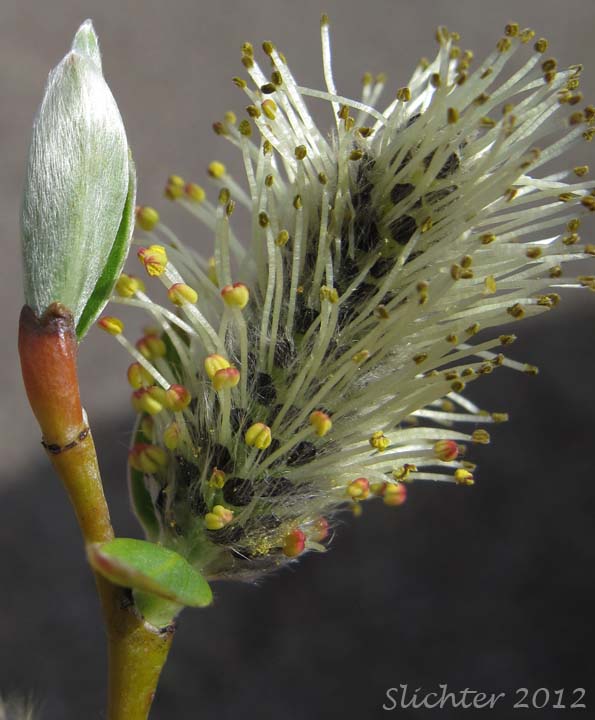 Male catkin and young leaves of Sitka Willow: Salix sitchensis var. sitchensis (Synonyms: Salix coulteri, Salix cuneata, Salix sitchensis var. congesta, Salix sitchensis var. denudata, Salix sitchensis var. parviflora, Salix sitchensis var. ralphiana)