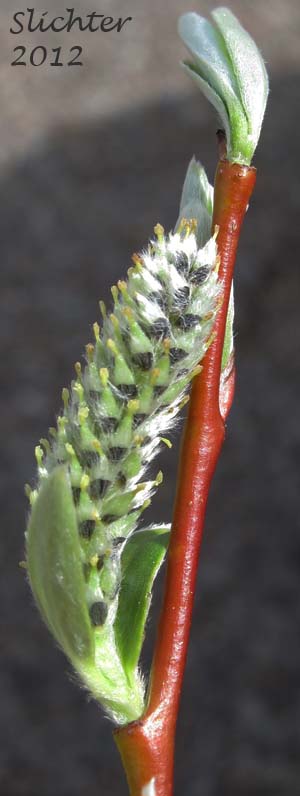 Male catkin and twig of Sitka Willow: Salix sitchensis var. sitchensis (Synonyms: Salix coulteri, Salix cuneata, Salix sitchensis var. congesta, Salix sitchensis var. denudata, Salix sitchensis var. parviflora, Salix sitchensis var. ralphiana)