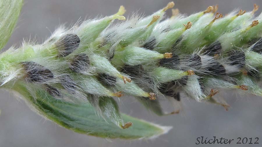 Female catkin of Sitka Willow: Salix sitchensis var. sitchensis (Synonyms: Salix coulteri, Salix cuneata, Salix sitchensis var. congesta, Salix sitchensis var. denudata, Salix sitchensis var. parviflora, Salix sitchensis var. ralphiana)