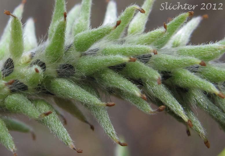 Close-up of a female catkin of Sitka Willow: Salix sitchensis var. sitchensis (Synonyms: Salix coulteri, Salix cuneata, Salix sitchensis var. congesta, Salix sitchensis var. denudata, Salix sitchensis var. parviflora, Salix sitchensis var. ralphiana)