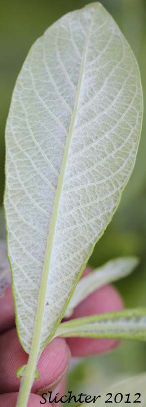 Lower leaf surface of Sitka Willow: Salix sitchensis var. sitchensis (Synonyms: Salix coulteri, Salix cuneata, Salix sitchensis var. congesta, Salix sitchensis var. denudata, Salix sitchensis var. parviflora, Salix sitchensis var. ralphiana)