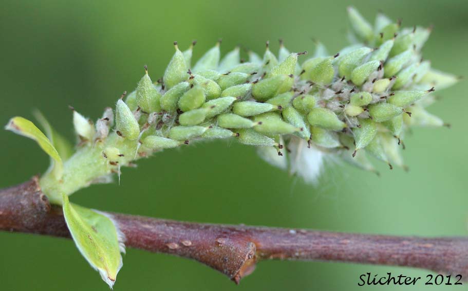 Female catkin of Sitka Willow: Salix sitchensis var. sitchensis (Synonyms: Salix coulteri, Salix cuneata, Salix sitchensis var. congesta, Salix sitchensis var. denudata, Salix sitchensis var. parviflora, Salix sitchensis var. ralphiana)