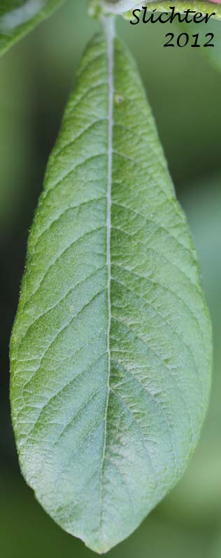 Upper leaf surface of Sitka Willow: Salix sitchensis var. sitchensis (Synonyms: Salix coulteri, Salix cuneata, Salix sitchensis var. congesta, Salix sitchensis var. denudata, Salix sitchensis var. parviflora, Salix sitchensis var. ralphiana)