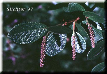 Synonyms: Salix vestita ssp. leiolepis, Salix vestita var. erecta, Salix vestita var. humilior