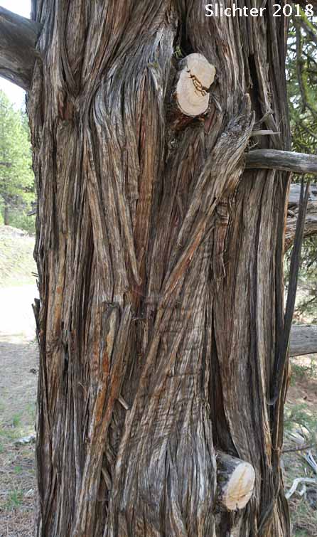 Trunk of Western Juniper: Juniperus occidentalis var. occidentalis (Synonyms: Juniperus californica var. siskiyouensis, Sabina occidentalis)