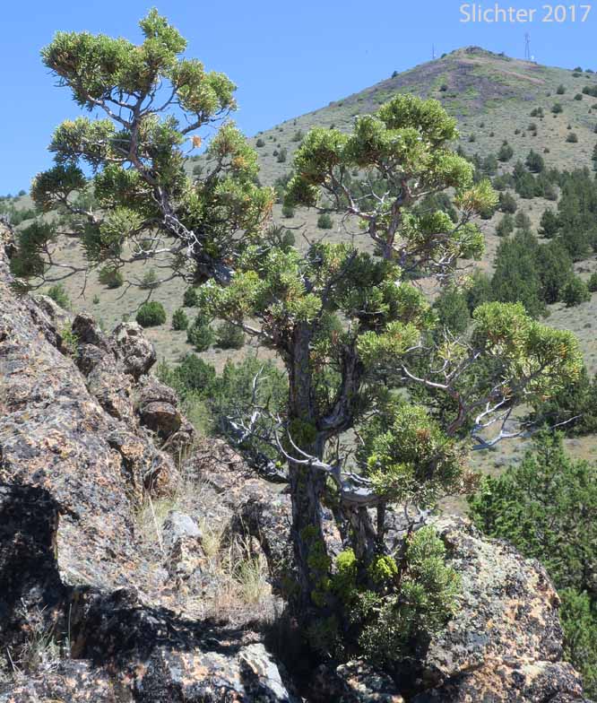 Western Juniper: Juniperus occidentalis var. occidentalis (Synonyms: Juniperus californica var. siskiyouensis, Sabina occidentalis)