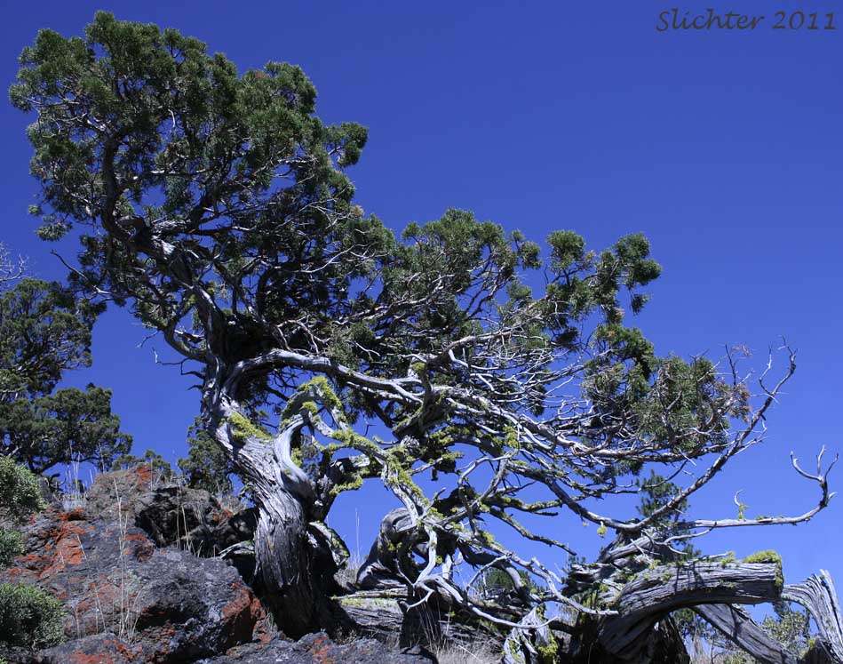 Western Juniper: Juniperus occidentalis var. occidentalis (Synonyms: Juniperus californica var. siskiyouensis, Sabina occidentalis)