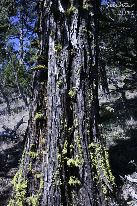 Bark on the trunk of a Western Juniper: Juniperus occidentalis var. occidentalis (Synonyms: Juniperus californica var. siskiyouensis, Sabina occidentalis)