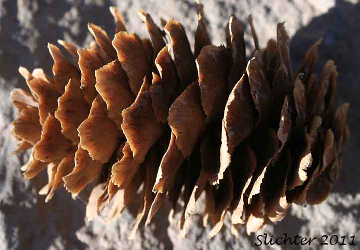 Close-up of a cone of Engelmann Spruce: Picea engelmannii (Synonyms: Picea engelmannii var. engelmannii, Picea engelmannii ssp. engelmannii, Picea engelmannii var. glabra, Picea glauca ssp. engelmannii, Picea glauca var. engelmannii)