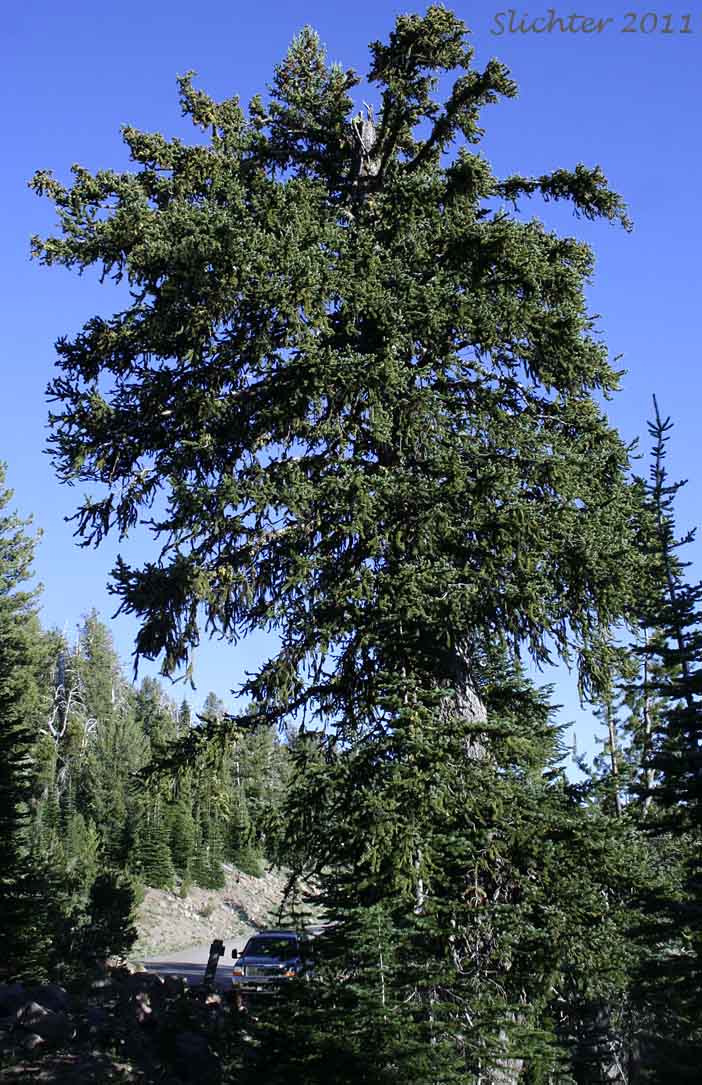 Engelmann Spruce: Picea engelmannii (Synonyms: Picea engelmannii var. engelmannii, Picea engelmannii ssp. engelmannii, Picea engelmannii var. glabra, Picea glauca ssp. engelmannii, Picea glauca var. engelmannii)