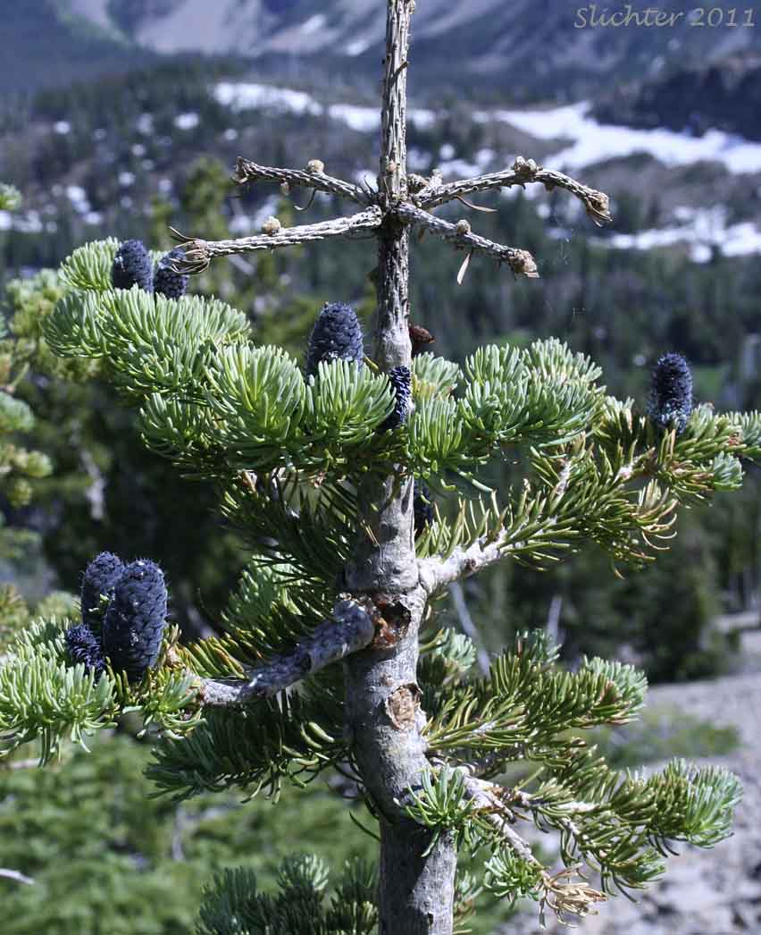 Engelmann Spruce: Picea engelmannii (Synonyms: Picea engelmannii var. engelmannii, Picea engelmannii ssp. engelmannii, Picea engelmannii var. glabra, Picea glauca ssp. engelmannii, Picea glauca var. engelmannii)
