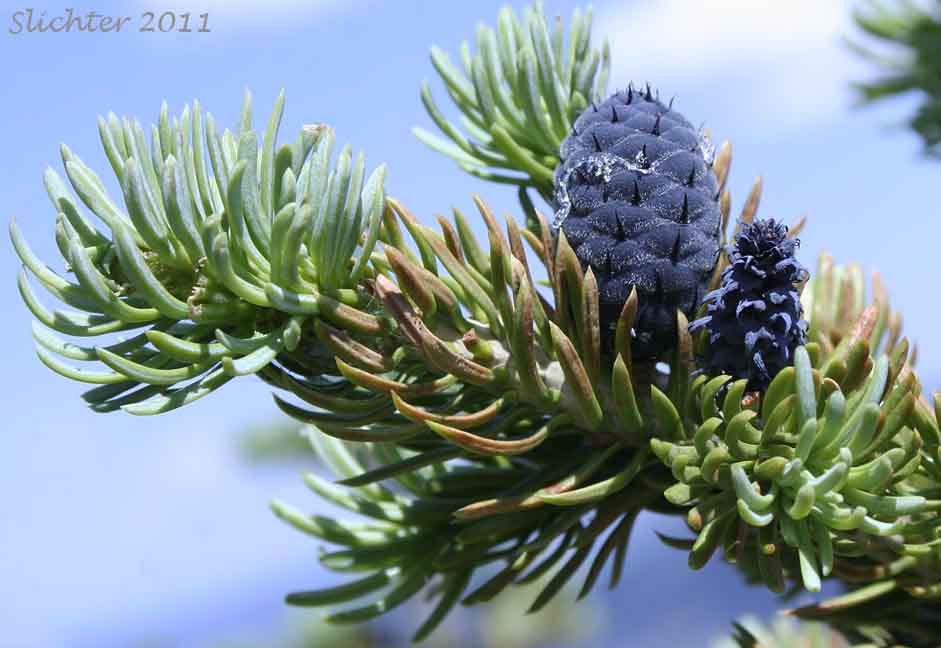 Needles and young cones of Engelmann Spruce: Picea engelmannii (Synonyms: Picea engelmannii var. engelmannii, Picea engelmannii ssp. engelmannii, Picea engelmannii var. glabra, Picea glauca ssp. engelmannii, Picea glauca var. engelmannii)