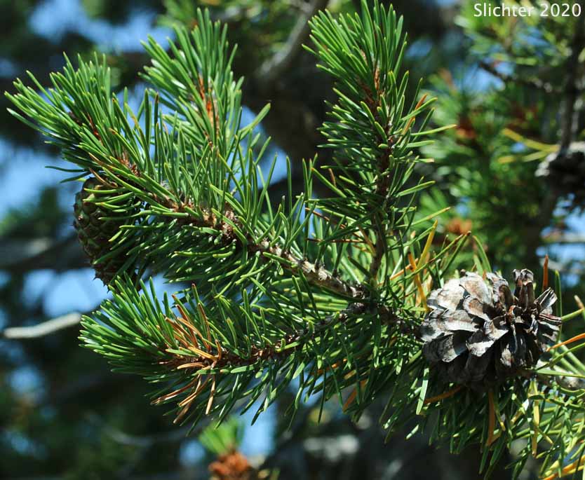 Lodgepole Pine: Pinus contorta var. latifolia (Synonyms: Pinus contorta ssp. latifolia, Pinus contorta var. murrayana, Pinus contorta ssp. murrayana, Pinus divaricata var. hendersonii, Pinus divaricata var. latifolia)