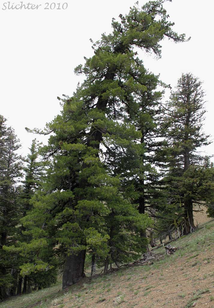 Mountain White Pine, Western White Pine: Pinus monticola (Synonyms: Pinus strobus var. monticola, Strobus monticola)