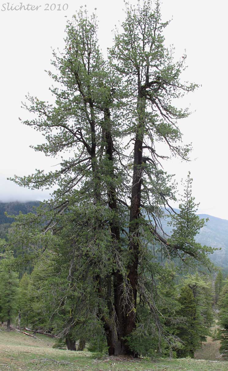 Mountain White Pine, Western White Pine: Pinus monticola (Synonyms: Pinus strobus var. monticola, Strobus monticola)