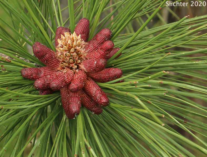 Pollen cones of Ponderosa Pine, Western Yellow Pine, Blackjack Pine, Bull Pine: Pinus ponderosa var. ponderosa (Synonym: Pinus ponderosa var. scopulorum, Pinus washoensis)