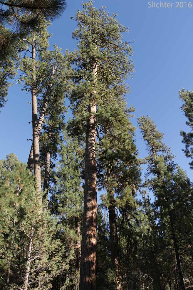 Ponderosa Pine, Western Yellow Pine, Blackjack Pine, Bull Pine: Pinus ponderosa var. ponderosa (Synonym: Pinus ponderosa var. scopulorum, Pinus washoensis)