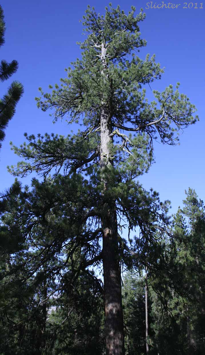 Ponderosa Pine, Western Yellow Pine, Blackjack Pine, Bull Pine: Pinus ponderosa var. ponderosa (Synonym: Pinus ponderosa var. scopulorum, Pinus washoensis)