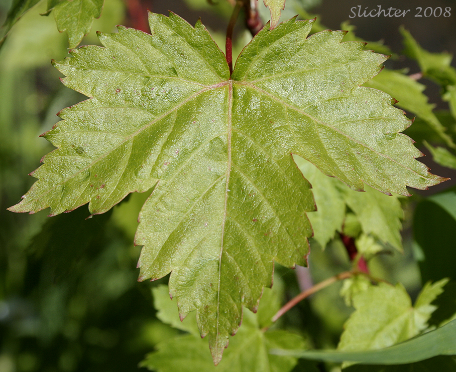 Leaf of Douglas Maple, Rocky Mt. Maple: Acer glabrum var. douglasii (Synonym: Acer glabrum ssp. douglasii)