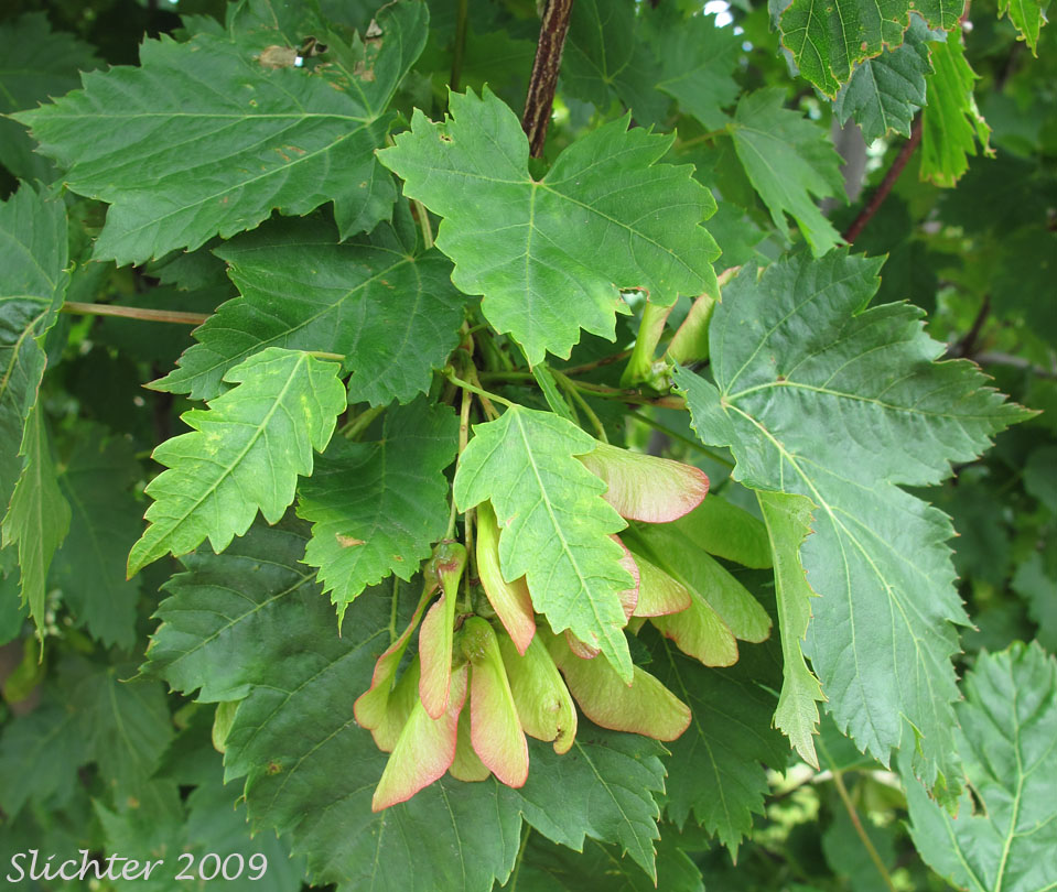 Leaves and winged seeds of Douglas Maple, Rocky Mt. Maple: Acer glabrum var. douglasii (Synonym: Acer glabrum ssp. douglasii)