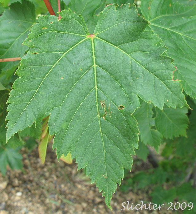 Dorsal leaf surface of Douglas Maple, Rocky Mt. Maple: Acer glabrum var. douglasii (Synonym: Acer glabrum ssp. douglasii)