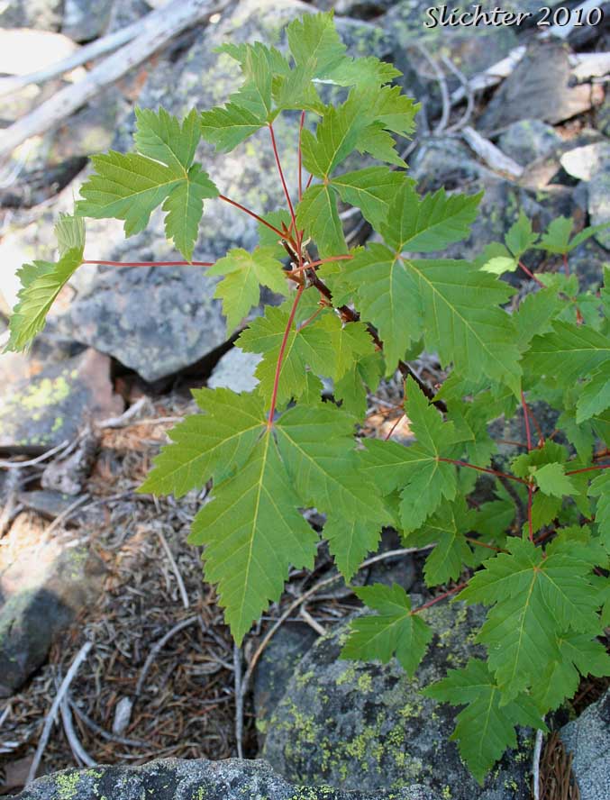 Trifoliate leaves example of Douglas Maple, Rocky Mt. Maple: Acer glabrum var. douglasii (Synonym: Acer glabrum ssp. douglasii)