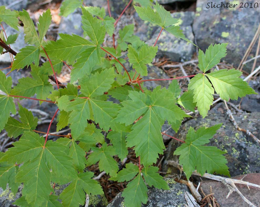 Trifoliate leaved example of Douglas Maple, Rocky Mt. Maple: Acer glabrum var. douglasii (Synonym: Acer glabrum ssp. douglasii)