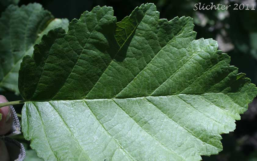 Dorsal leaf surface of Gray Alder, Mountain Alder, Thinleaf Alder: Alnus incana ssp. tenuifolia (Synonyms: Alnus incana var. occidentalis, Alnus rugosa, Alnus tenuifolia)