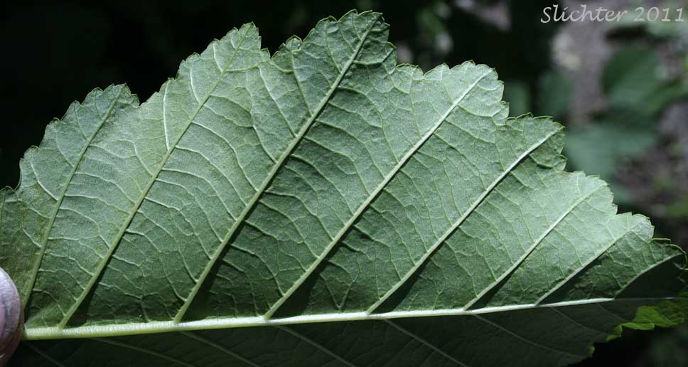 Ventral leaf surface of Gray Alder, Mountain Alder, Thinleaf Alder: Alnus incana ssp. tenuifolia (Synonyms: Alnus incana var. occidentalis, Alnus rugosa, Alnus tenuifolia)